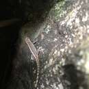 Image of Ambilobe Dwarf  Gecko