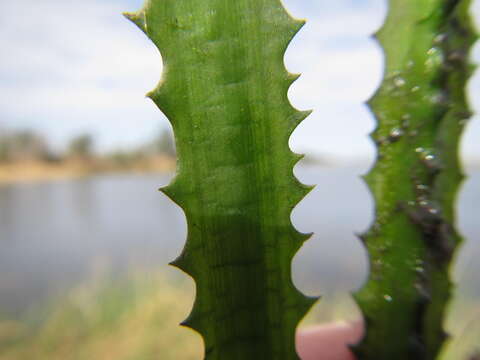 Image of Ottelia muricata (C. H. Wright) Dandy