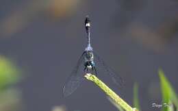 Image of Micrathyria longifasciata Calvert 1909