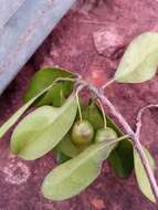 Image of Vitex uniflora Baker