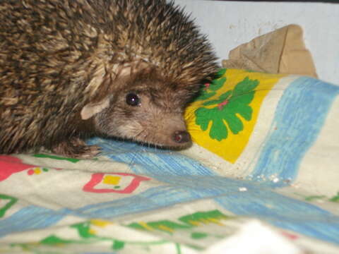 Image of Indian Hedgehog