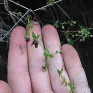 Image of Galium aschenbornii S. Schauer