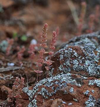 Crassula colorata (Nees) Ostenf. resmi