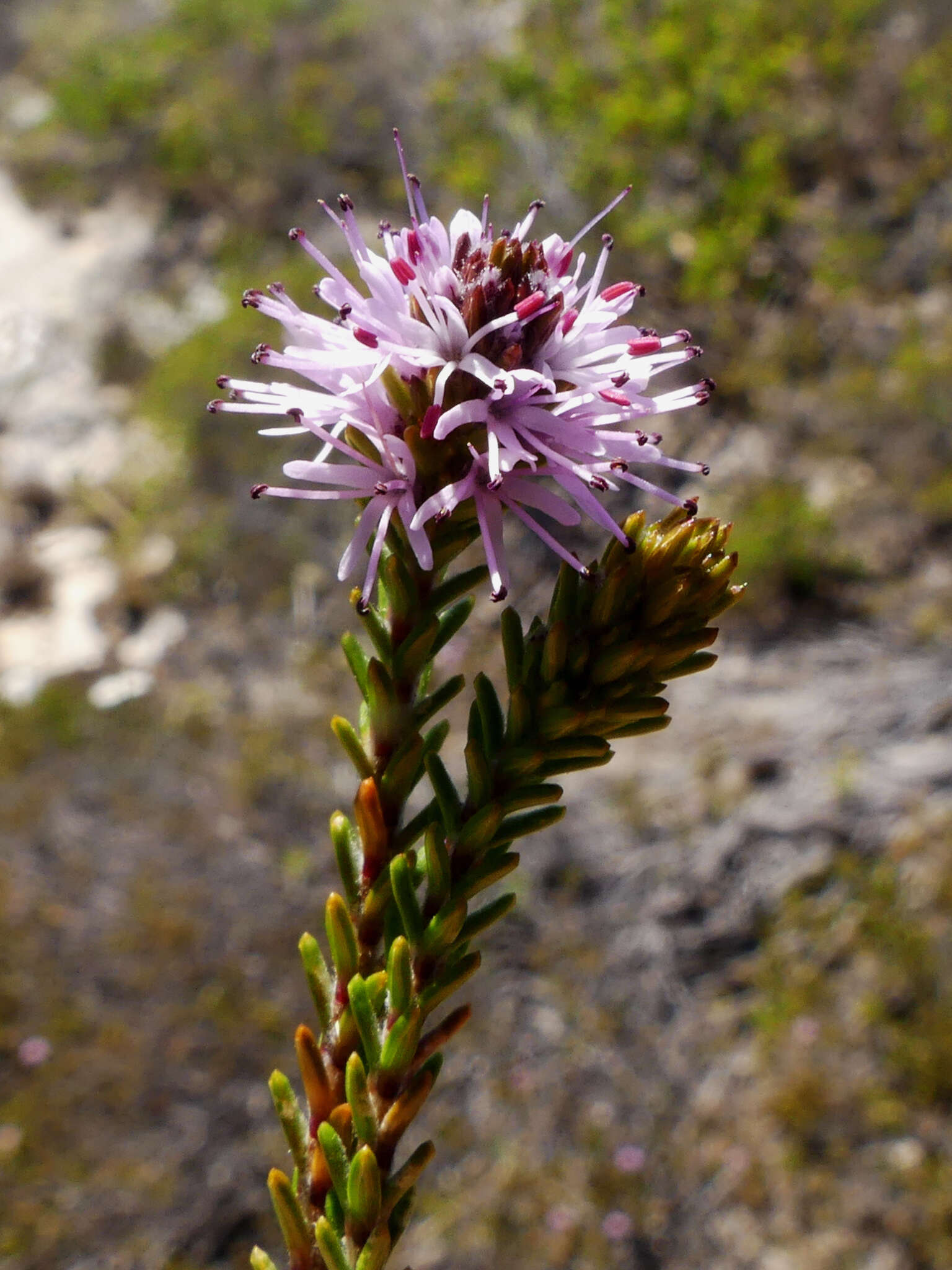 Image of Stilbe overbergensis J. P. Rourke