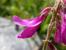 Image of Hedysarum hedysaroides subsp. hedysaroides