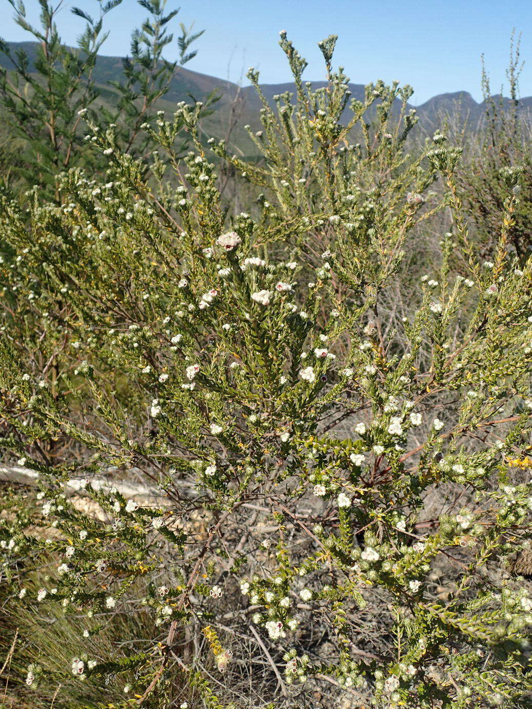 Image of Phylica purpurea var. floccosa Pillans