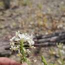 Image of Cleome chilensis DC.