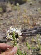 Image of Cleome chilensis DC.