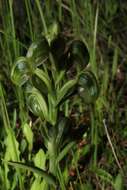 Image of Banded greenhood