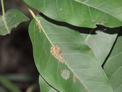 Image of Asota heliconia zebrina (Butler 1877)