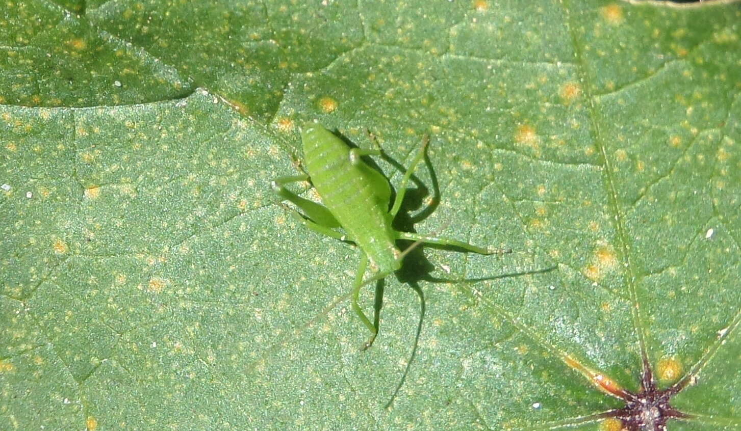 Sivun Odontura (Odontura) glabricauda (Charpentier 1825) kuva