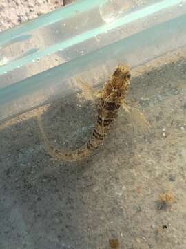 Image of Mussel Blenny