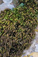 Image of <i>Nogopterium gracile</i>