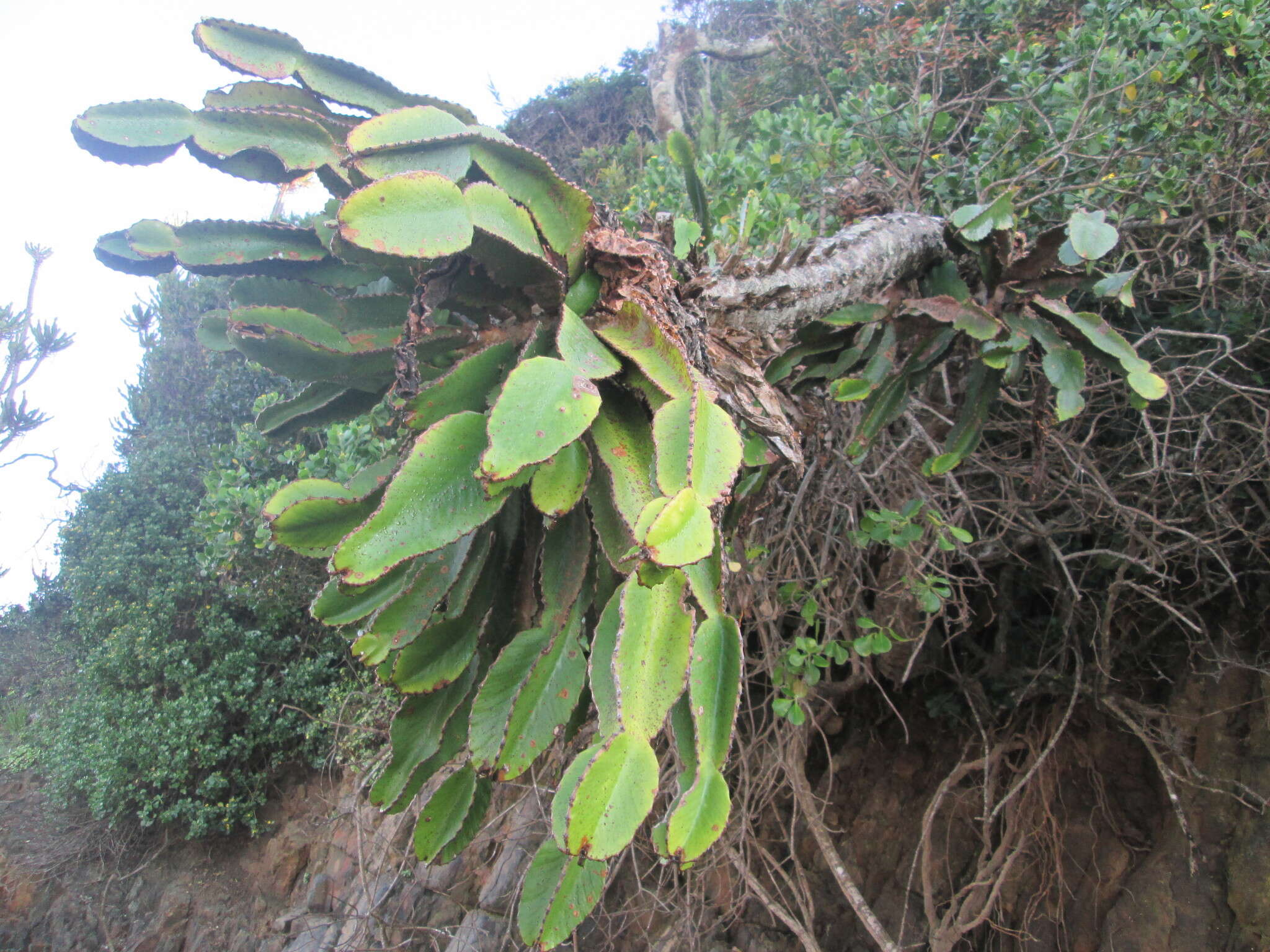 Image of Common Cadelabra tree