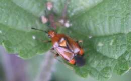 Image of red capsid bug