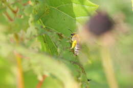 Image of Colletes americanus Cresson 1868