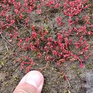 Image of Crassula vaillantii (Willd.) Roth