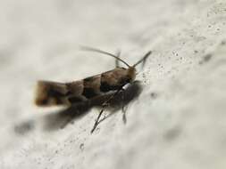 Image of Phyllonorycter trifasciella (Haworth 1828)