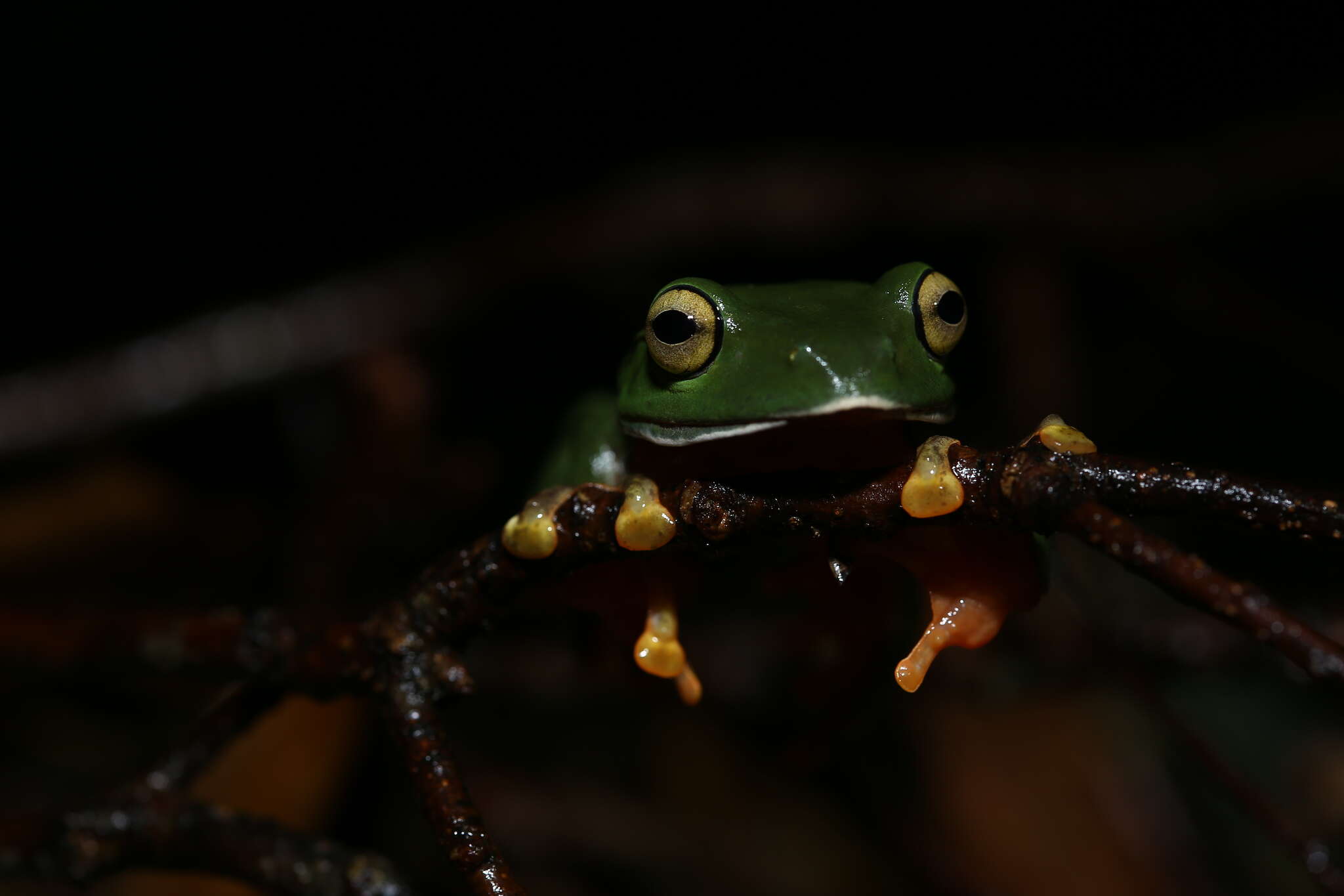 Image of Zhangixalus aurantiventris (Lue, Lai & Chen 1994)