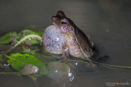 صورة Rhinella castaneotica (Caldwell 1991)