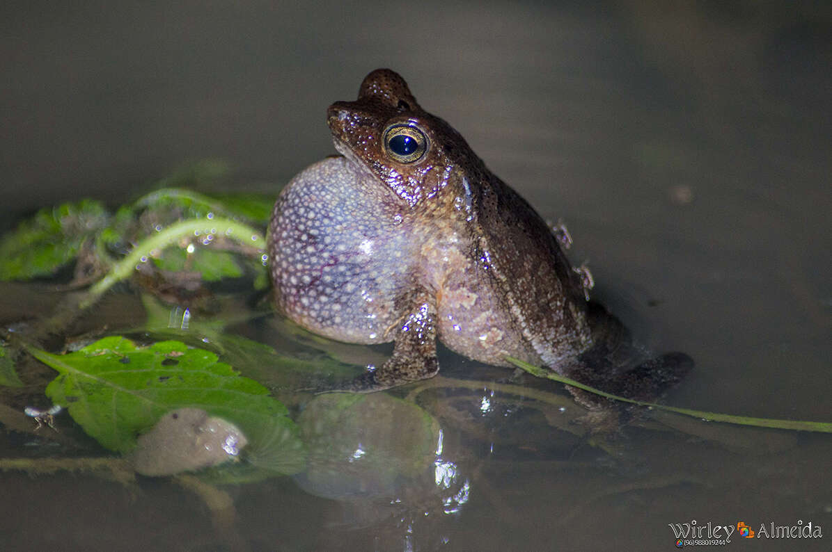 Image of Rhinella castaneotica (Caldwell 1991)