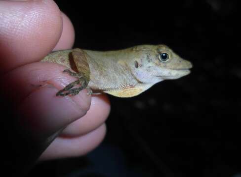 Image of Berriozabal Anole