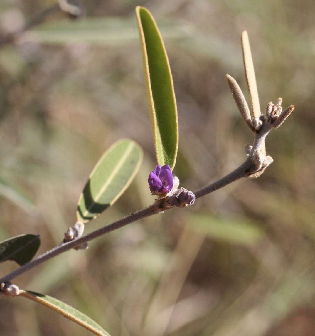 Image of Hovea parvicalyx I. Thomps.