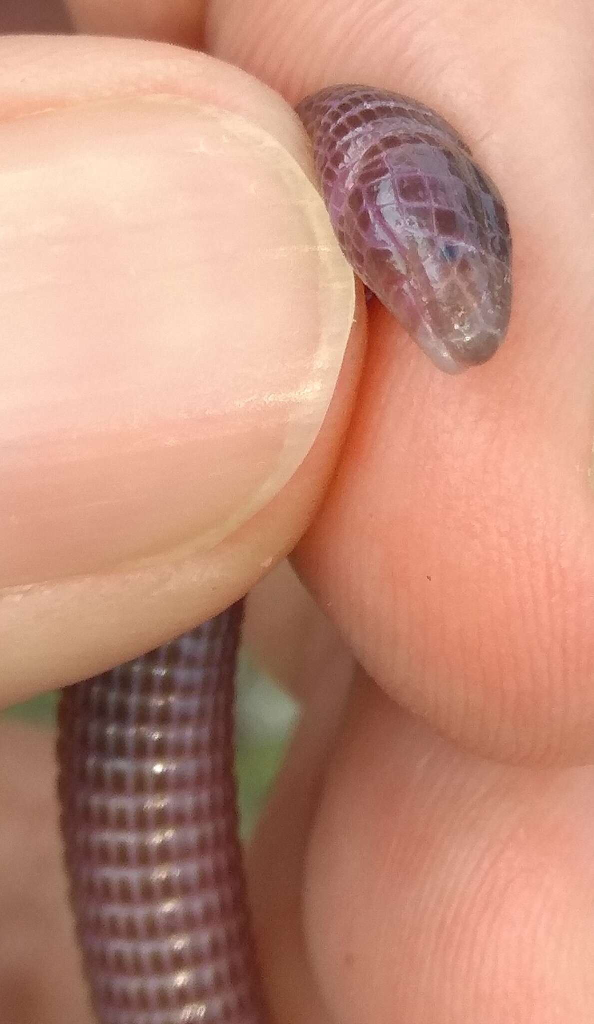 Image of Iberian Worm Lizard