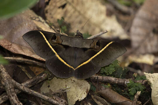 Image of Cyligramma joa Boisduval 1833