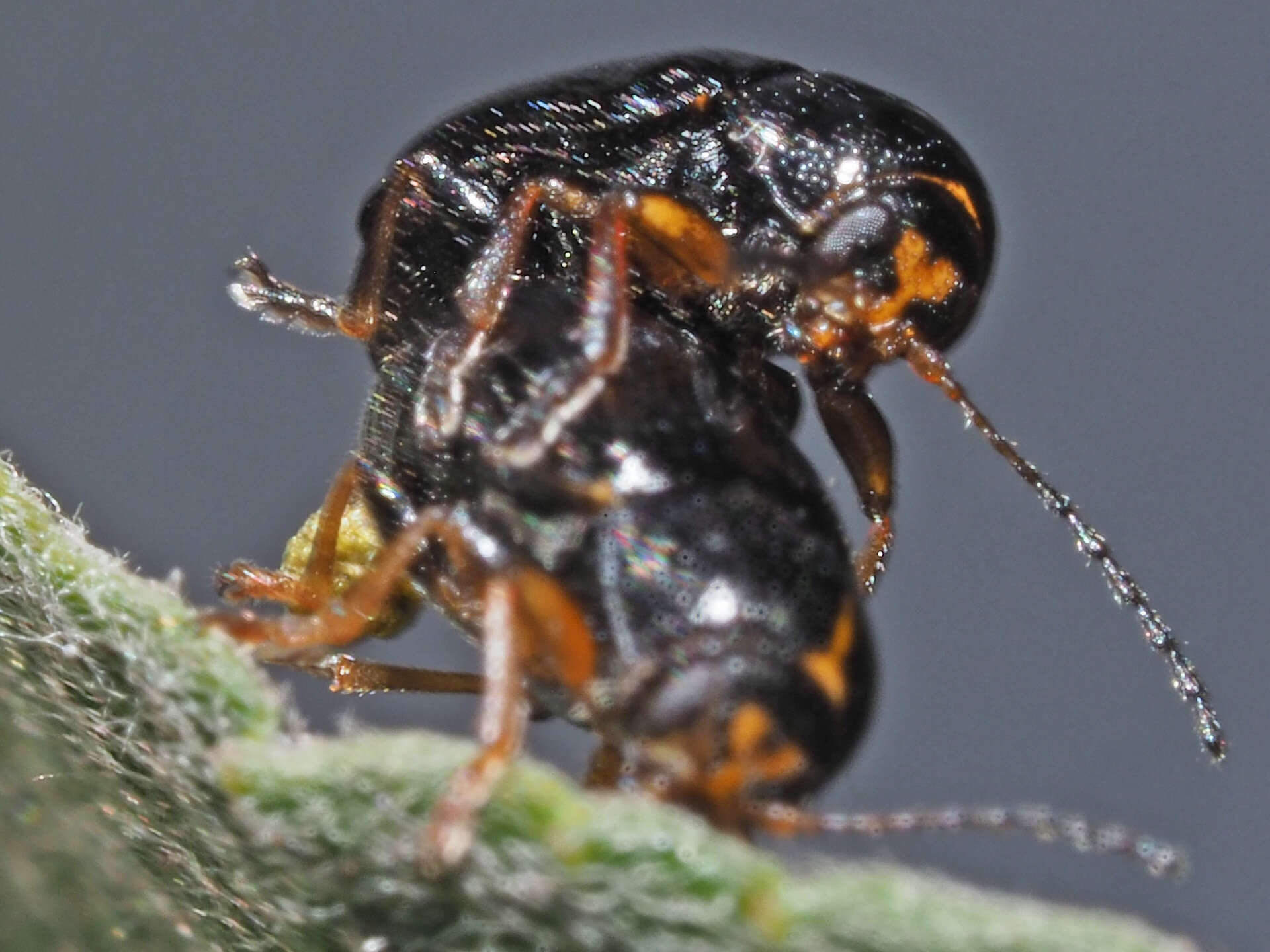 Sivun <i>Cryptocephalus decemmaculatus</i> kuva