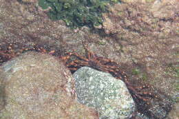 Image of Percnidae Števčić 2005