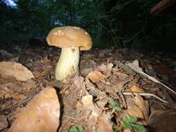 Image of Iodine bolete