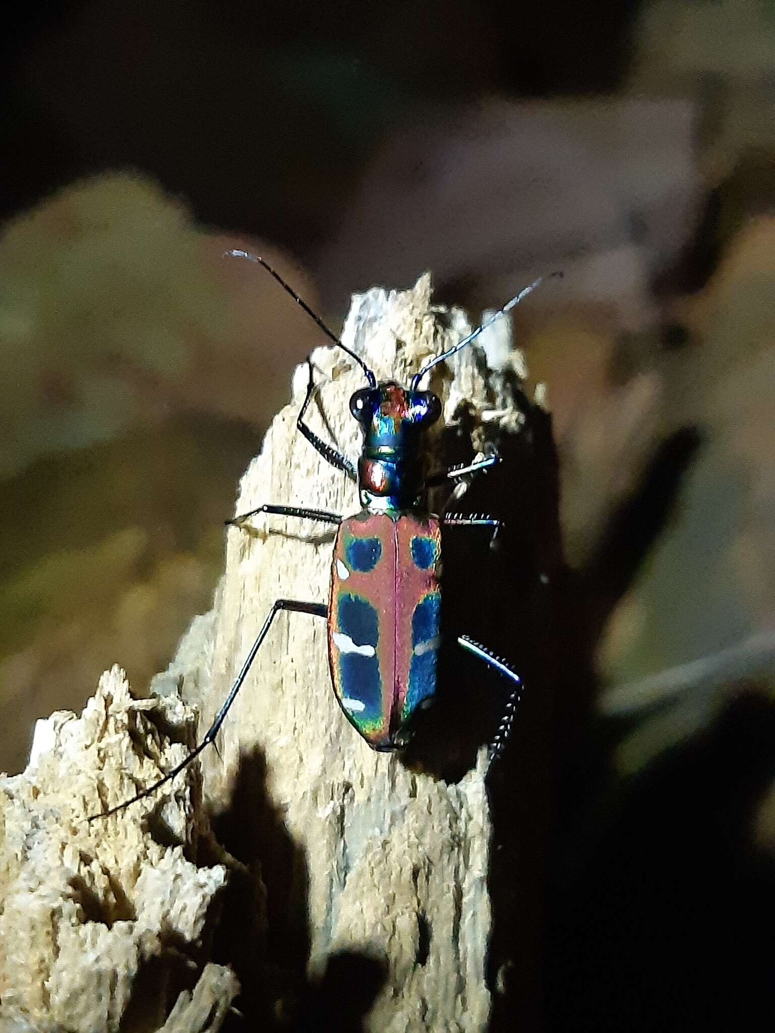 Image of Cicindela (Cosmodela) duponti Dejean 1826