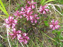 Imagem de Pedicularis sudetica subsp. pacifica Hultén