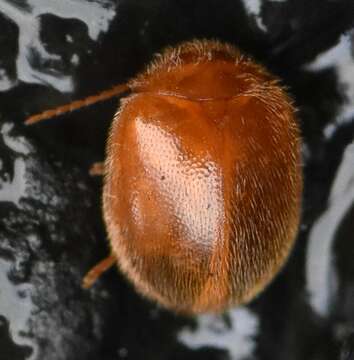 Слика од Prionocyphon serricornis (Müller 1821)