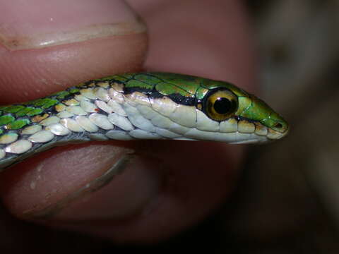 Sivun Leptophis nebulosus Oliver 1942 kuva