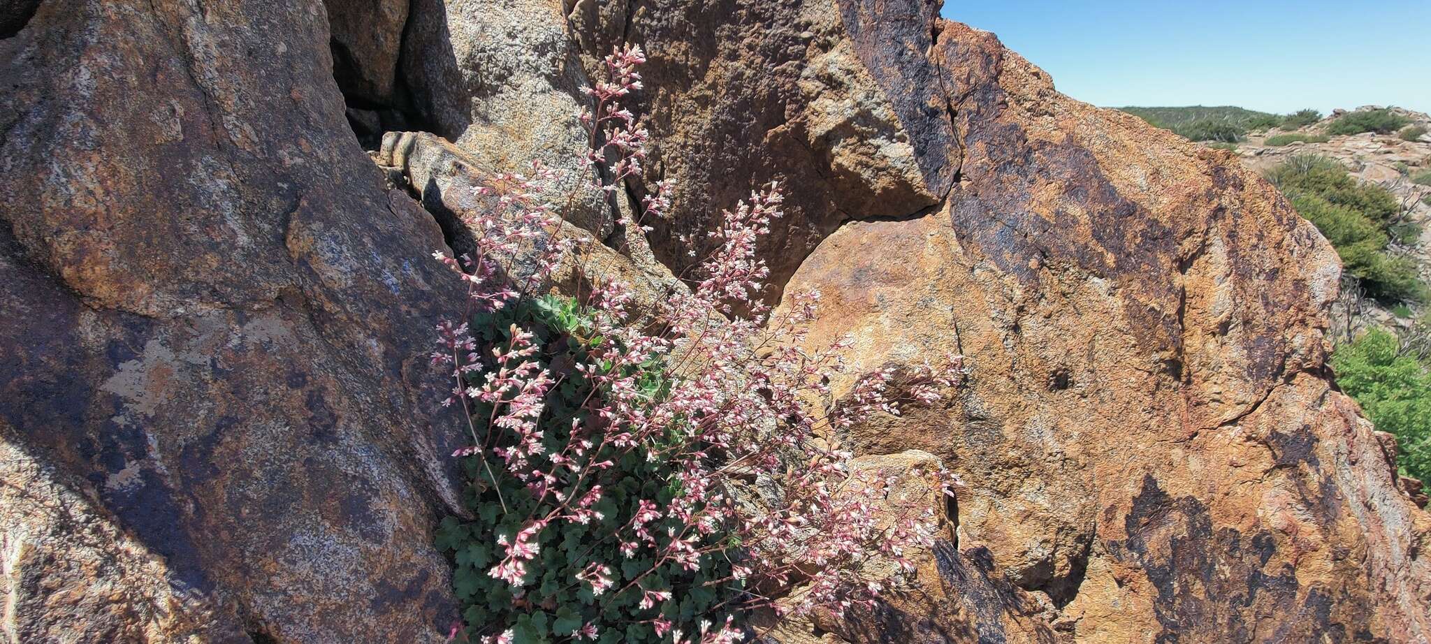 Image of Laguna Mountain alumroot