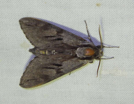 Image of Pine hawkmoth