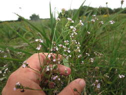 Imagem de Verbena montevidensis Spreng.