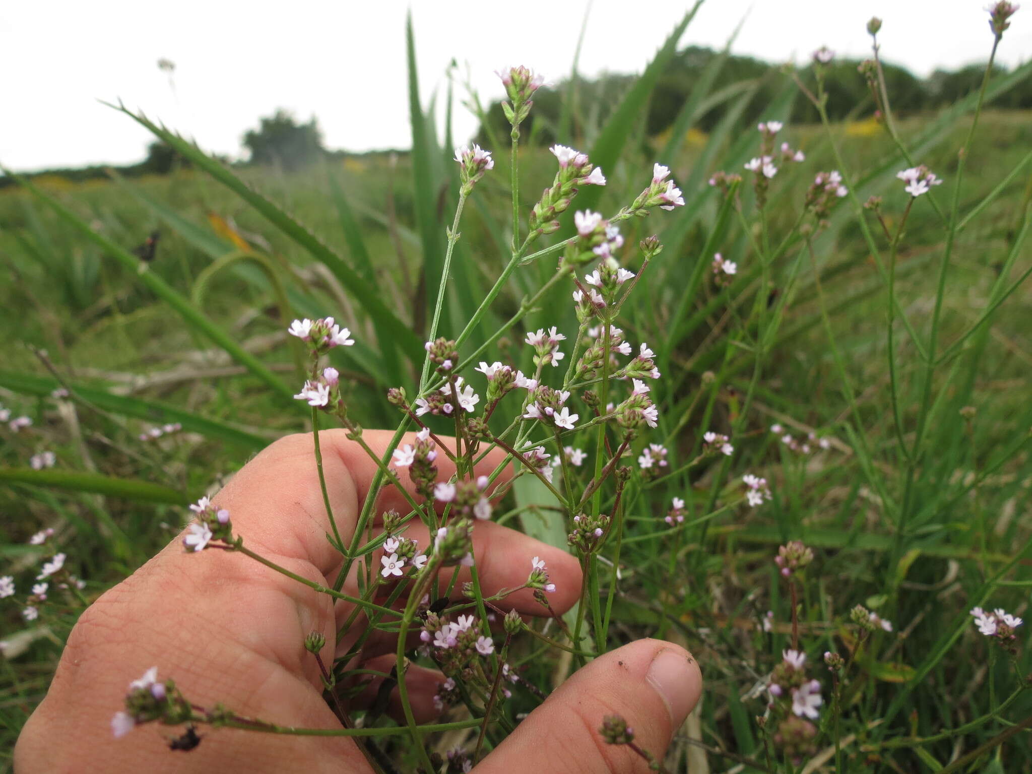 Imagem de Verbena montevidensis Spreng.