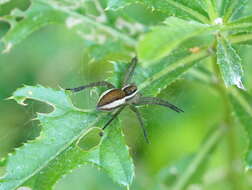 Image of Raft spider