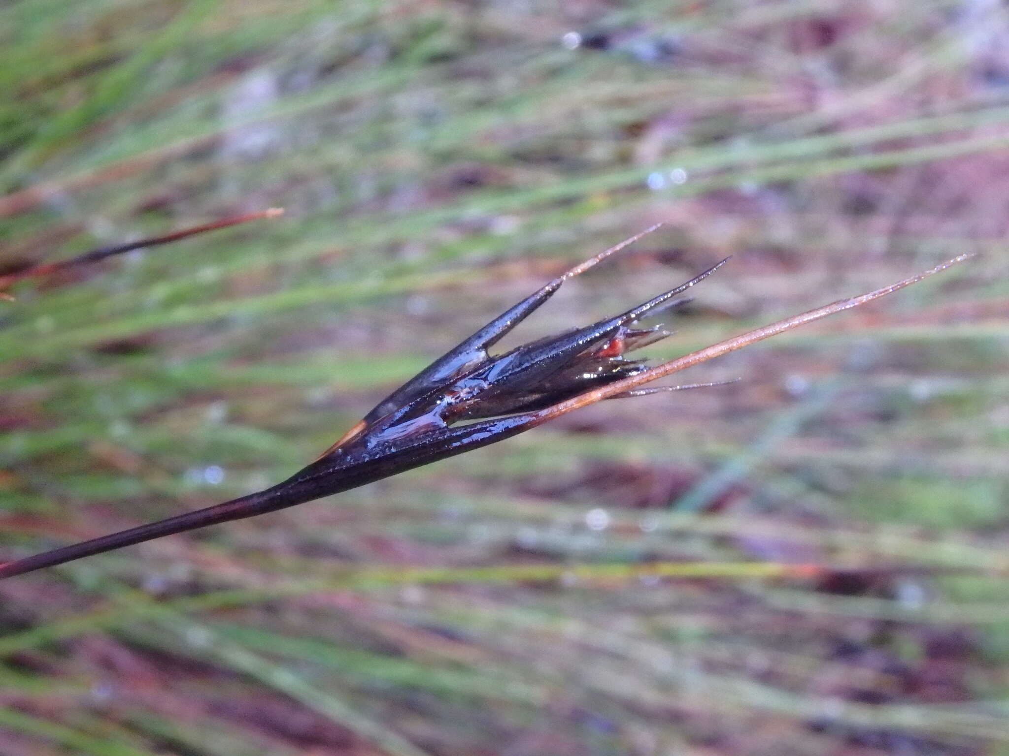 Image of Lepidosperma carphoides F. Muell. ex Benth.