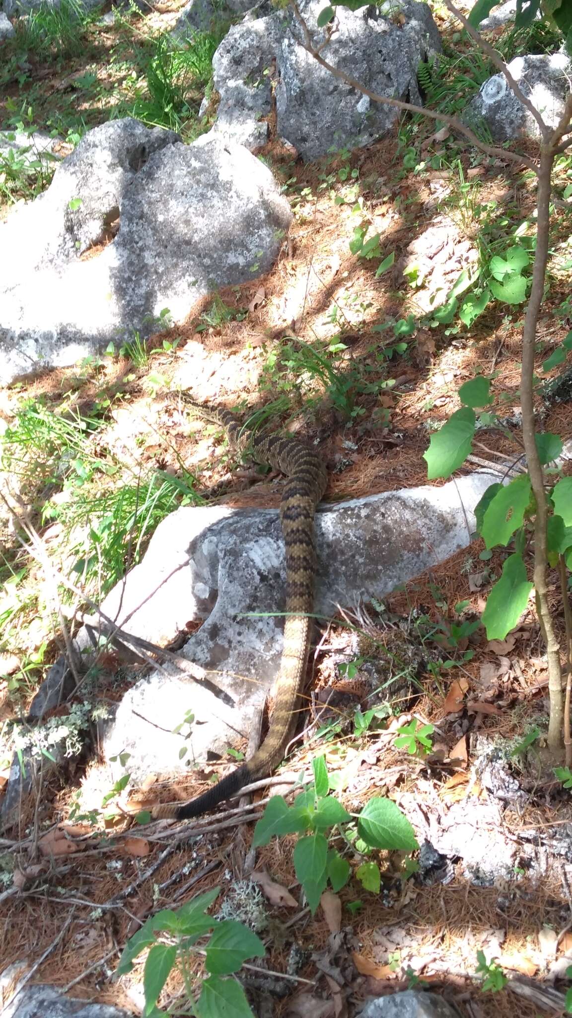 Image of Crotalus totonacus Gloyd & Kauffeld 1940