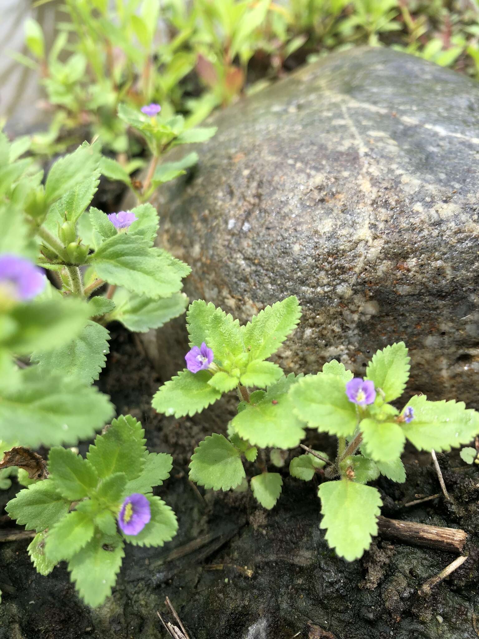 Слика од Stemodia verticillata (Mill.) Hassler