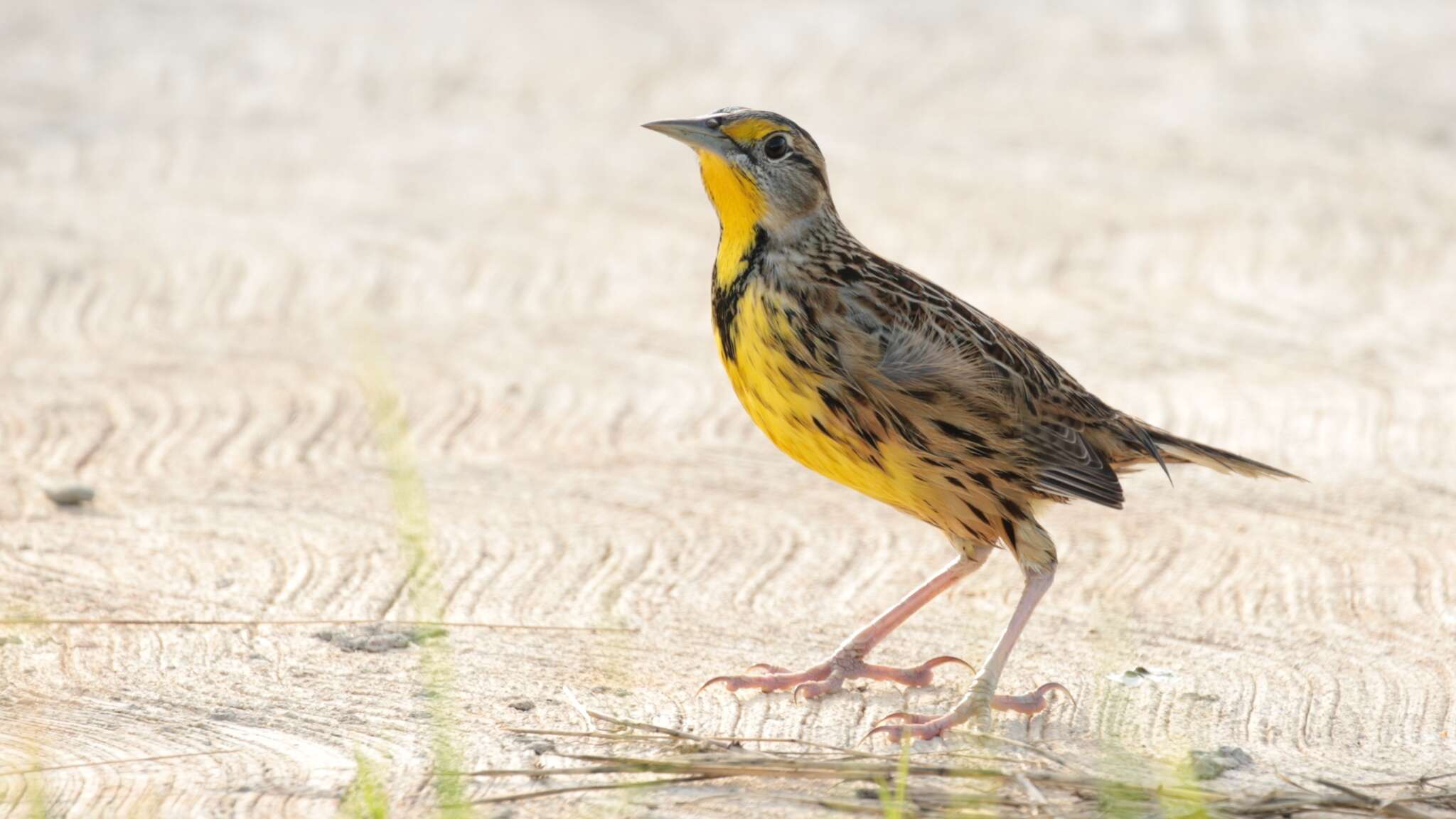 Sturnella magna (Linnaeus 1758) resmi