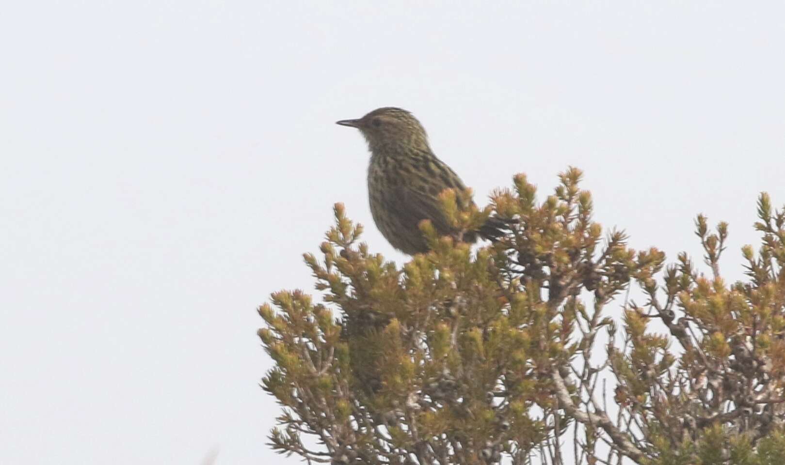 Image of Striated Calamanthus