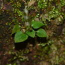 Image of Cheirostylis parvifolia Lindl.