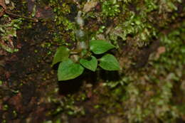 Image of Cheirostylis parvifolia Lindl.