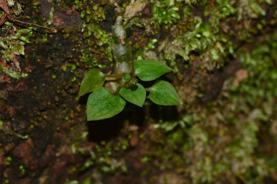 Sivun Cheirostylis parvifolia Lindl. kuva