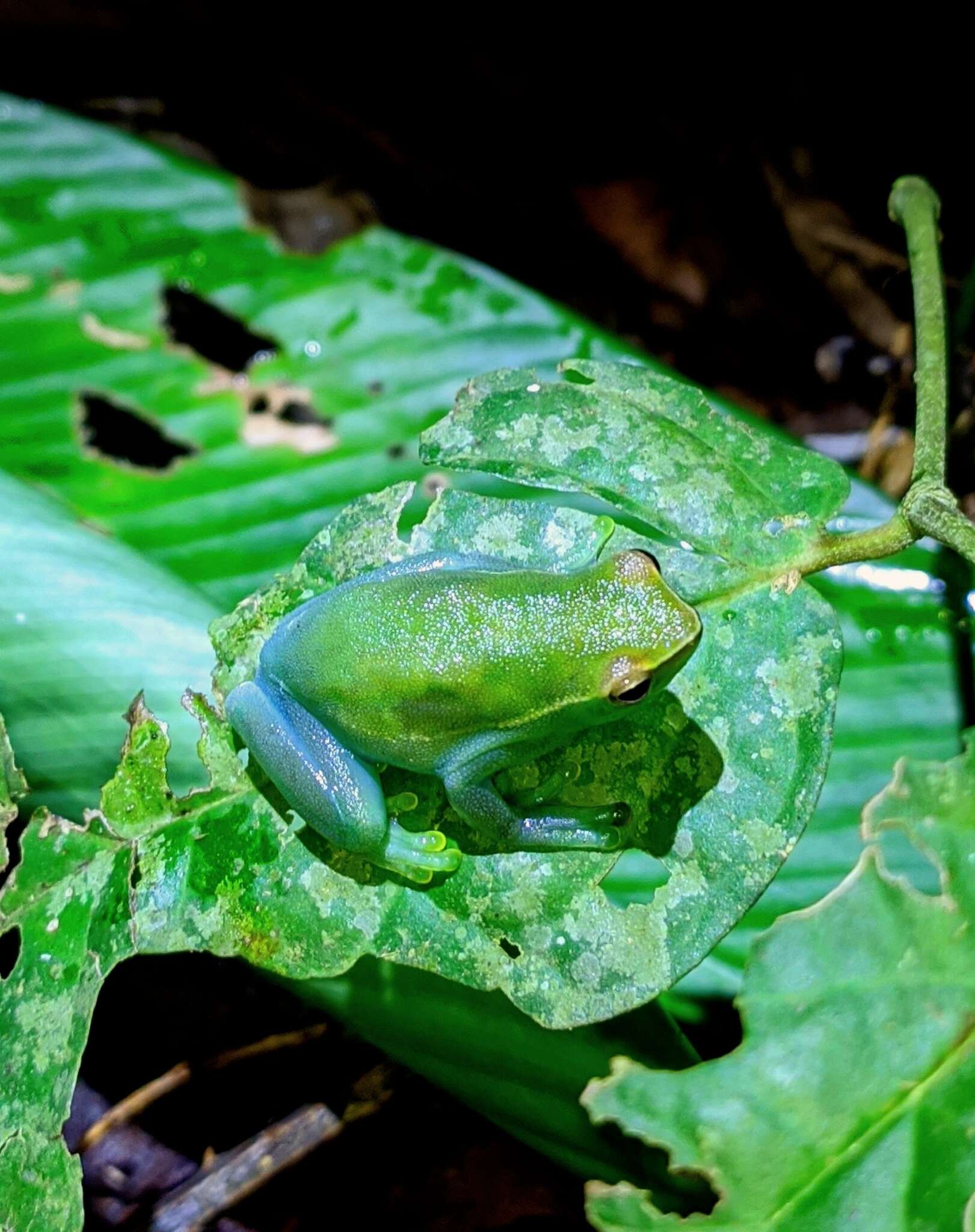 Image of Orinoco lime treefrog